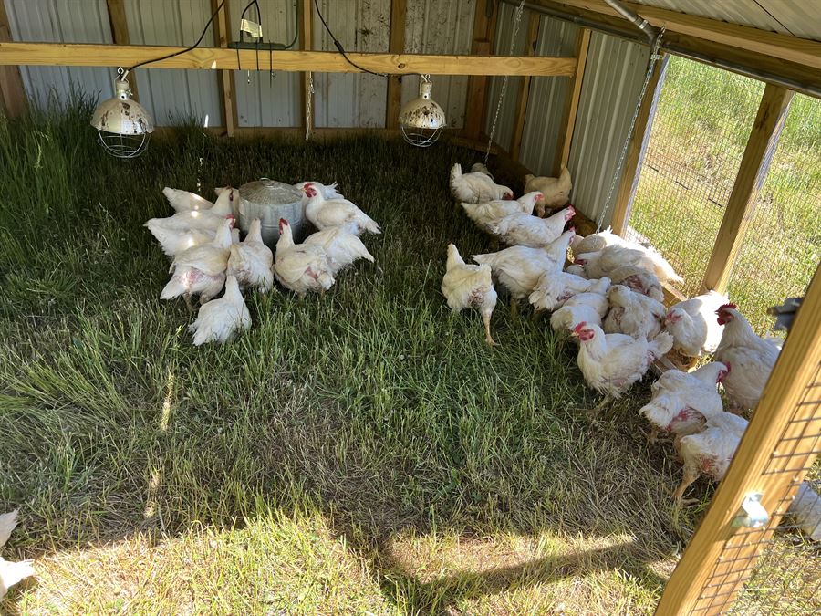 White broiler chickens on fresh grass inside the pasture pen