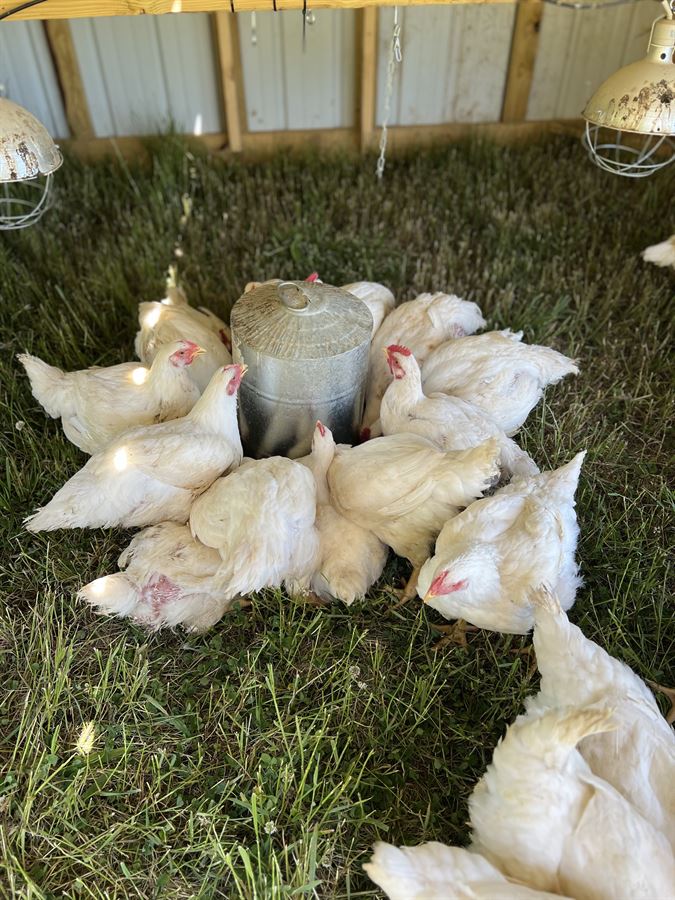 Broiler chickens gathered around a waterer on grass